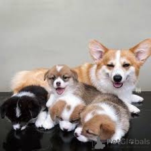 Zdjęcie №3. Pembroke Welsh Corgi Szczenięta. Niemcy