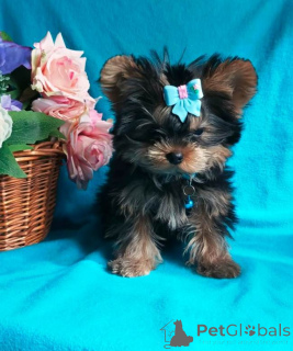 Zdjęcie №3. York to wspaniały chłopiec. Federacja Rosyjska