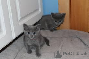 Zdjęcie №2 do zapowiedźy № 164665 na sprzedaż  rosyjski niebieski - wkupić się Finlandia prywatne ogłoszenie, hodowca