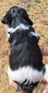 Zdjęcie №2 do zapowiedźy № 173765 na sprzedaż  shih tzu - wkupić się Belgia 