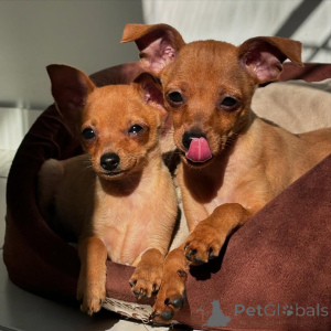 Zdjęcie №2 do zapowiedźy № 135626 na sprzedaż  doberman - wkupić się Niemcy hodowca