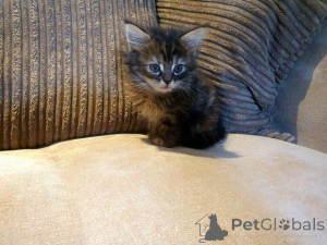 Zdjęcie №1. maine coon - na sprzedaż w Antwerpia | Bezpłatny | Zapowiedź № 160355