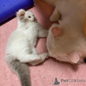 Zdjęcie №1. ragdoll - na sprzedaż w Гёппинген | 2033zł | Zapowiedź № 135746