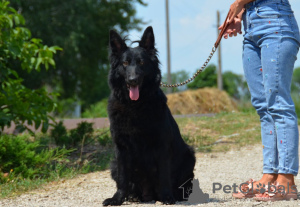 Dodatkowe zdjęcia: Szczeniak owczarka niemieckiego, czarny pies długowłosy, potomek Championa