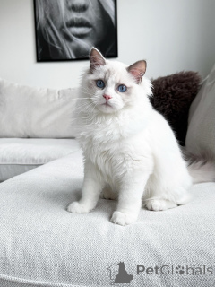 Zdjęcie №1. ragdoll - na sprzedaż w Quinns Rocks | 13439zł | Zapowiedź № 176611