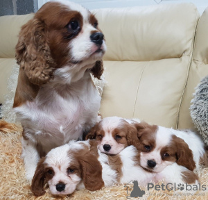 Zdjęcie №3. Wspaniałe szczenięta Cavalier King Charles Spaniel. Niemcy