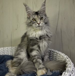 Zdjęcie №1. maine coon - na sprzedaż w Bellaire | 2549zł | Zapowiedź № 161721