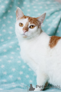 Zdjęcie №4. Sprzedam  w Mińsk. prywatne ogłoszenie - cena - Bezpłatny