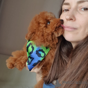 Zdjęcie №3. Pudel zabawkowy do adopcji. Niemcy