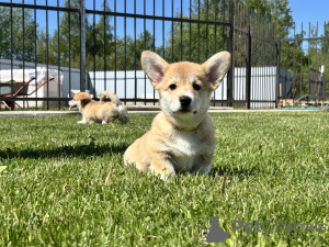 Dodatkowe zdjęcia: Szczenięta Pembroke Welsh Corgi