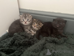 Zdjęcie №1. maine coon - na sprzedaż w Dettenheim | Bezpłatny | Zapowiedź № 145310