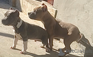 Zdjęcie №3. Amerykański tyran. Federacja Rosyjska