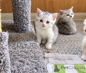 Zdjęcie №1. amerykański bobtail długowłosy - na sprzedaż w Berlingrod | 1674zł | Zapowiedź № 177958
