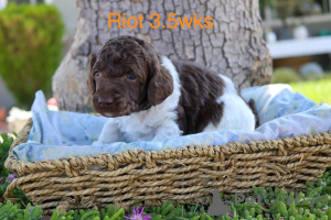 Zdjęcie №3. Bedårende Standardpudelhvalpe til salg. Dania