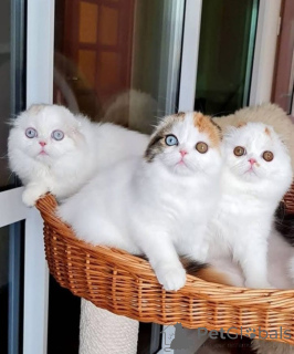 Zdjęcie №2 do zapowiedźy № 162658 na sprzedaż   - wkupić się Szwajcaria 