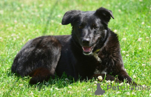 Zdjęcie №1. pies nierasowy - na sprzedaż w Petersburg | Bezpłatny | Zapowiedź №142814