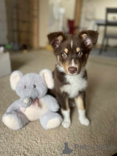 Zdjęcie №1. owczarek australijski - na sprzedaż w Wentorf Bei Hamburg | 4305zł | Zapowiedź №150653