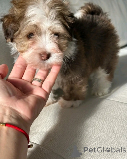 Zdjęcie №3. Szczenięta havany dostępne do adopcji. USA