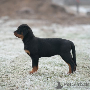Zdjęcie №3. Rottweiler szczeniąt do adopcji. Szwajcaria