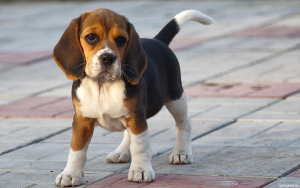 Zdjęcie №1. beagle (rasa psa) - na sprzedaż w Mińsk | 1130zł | Zapowiedź №567
