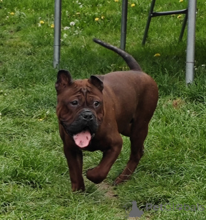 Zdjęcie №1.  - na sprzedaż w Nakło Śląskie | 765zł | Zapowiedź №141827