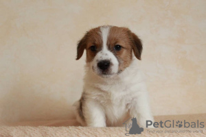 Zdjęcie №4. Sprzedam jack russell terrier w Noworosyjsk. hodowca - cena - negocjowane