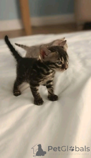 Zdjęcie №2 do zapowiedźy № 138650 na sprzedaż  kot bengalski - wkupić się Niemcy hodowca