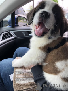 Zdjęcie №1. bernardyn (rasa psa) - na sprzedaż w Aizlingen | 1913zł | Zapowiedź №157802