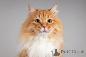 Zdjęcie №2 do zapowiedźy № 165911 na sprzedaż   - wkupić się Federacja Rosyjska ze schronu