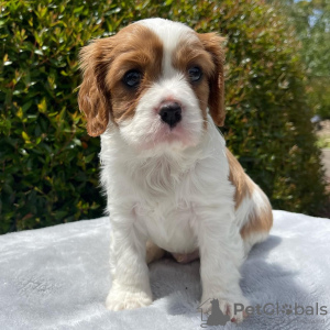 Zdjęcie №3. Wunderschöne Cavalier King Charles. Niemcy