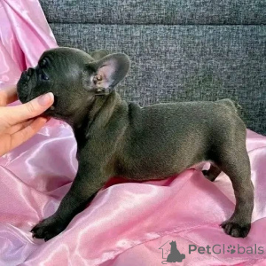 Zdjęcie №2 do zapowiedźy № 161794 na sprzedaż   - wkupić się Belgia 