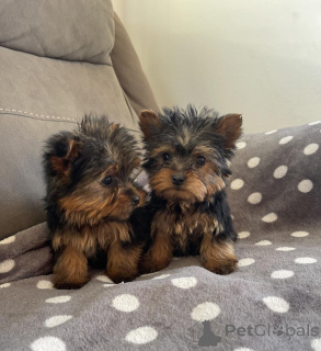 Zdjęcie №2 do zapowiedźy № 156383 na sprzedaż  yorkshire terrier - wkupić się Niemcy 