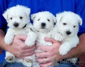 Zdjęcie №1. west highland white terrier - na sprzedaż w Sacramento | Bezpłatny | Zapowiedź №124124