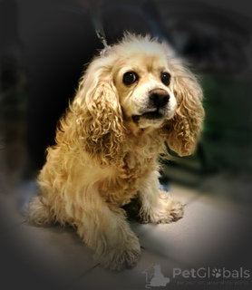 Zdjęcie №1. cocker spaniel amerykański - na sprzedaż w Rzeka Moskwa | Bezpłatny | Zapowiedź №160706
