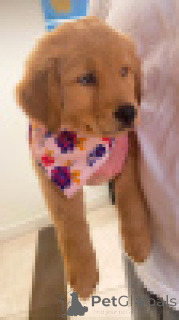 Zdjęcie №2 do zapowiedźy № 156079 na sprzedaż  labrador retriever - wkupić się Niemcy hodowca