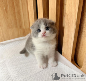 Zdjęcie №2 do zapowiedźy № 100123 na sprzedaż  scottish fold - wkupić się USA prywatne ogłoszenie