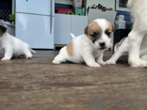 Zdjęcie №3. Süße Jack Russell Welpen WhatsApp 44 7453 907158. Niemcy