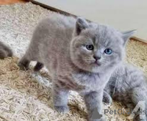 Zdjęcie №3. Chatons British Shorthair to nowa rodzina.. Francja