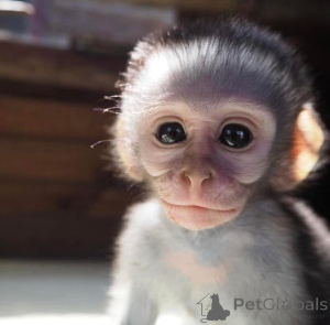 Zdjęcie №1.  - na sprzedaż w Freiburg | 4634zł | Zapowiedź № 161307