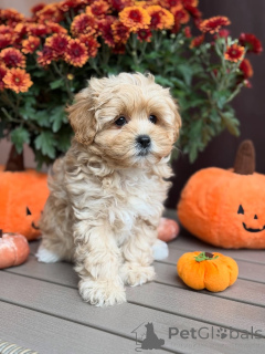 Zdjęcie №4. Sprzedam maltipu w Beaufort. prywatne ogłoszenie - cena - 2631zł