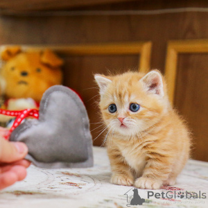 Zdjęcie №1. munchkin - na sprzedaż w Zakłamy | 1390zł | Zapowiedź № 155838