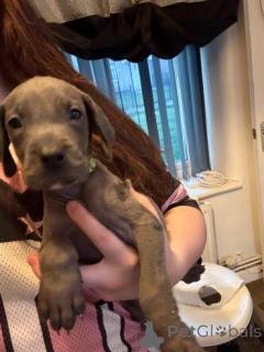 Zdjęcie №1. greyhound - na sprzedaż w Marikina | negocjowane | Zapowiedź №159842