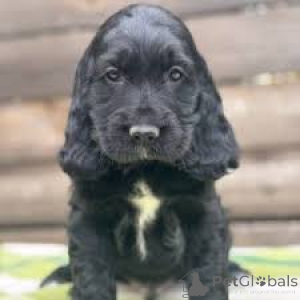 Zdjęcie №2 do zapowiedźy № 162735 na sprzedaż  cocker spaniel angielski - wkupić się Holandia prywatne ogłoszenie, hodowca