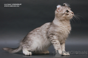 Dodatkowe zdjęcia: Rzadki kociak rasy American Curl.