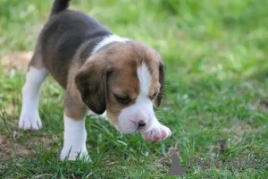 Zdjęcie №2 do zapowiedźy № 161165 na sprzedaż   - wkupić się Hiszpania 