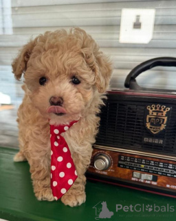 Zdjęcie №2 do zapowiedźy № 167673 na sprzedaż  maltipu - wkupić się Niemcy prywatne ogłoszenie, hodowca