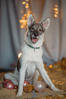 Zdjęcie №3. Samur szuka domu. Federacja Rosyjska