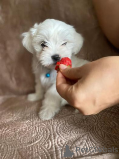 Zdjęcie №2 do zapowiedźy № 158901 na sprzedaż  maltańczyk - wkupić się Czarnogóra prywatne ogłoszenie