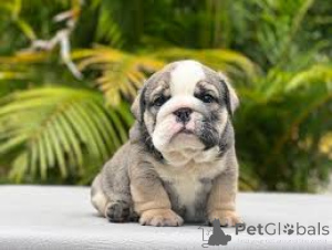 Zdjęcie №3. Angielski Bulldogge Welpen zu verkaufen. Francja