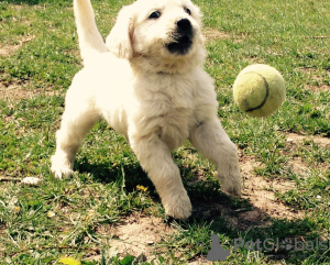 Zdjęcie №1. golden retriever - na sprzedaż w Wentorf bei Hamburg | Bezpłatny | Zapowiedź №103478